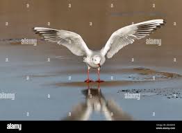 Attēlu rezultāti vaicājumam “Larus ridibundus adult”