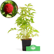 Attēlu rezultāti vaicājumam “Rubus illecebrosus fruit”