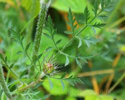 Attēlu rezultāti vaicājumam “Daucus carota subsp. carota fruit”