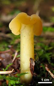 Attēlu rezultāti vaicājumam “Leotia lubrica”