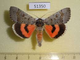 Attēlu rezultāti vaicājumam “Catocala pacta”