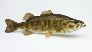 Image result for Micropterus dolomieu