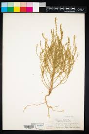 Attēlu rezultāti vaicājumam “Corispermum hyssopifolium fruit”