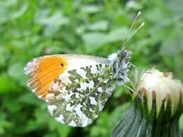 Attēlu rezultāti vaicājumam “Anthocharis cardamines male”
