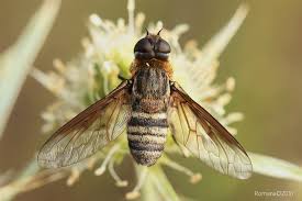 Attēlu rezultāti vaicājumam “Exoprosopa capucina”