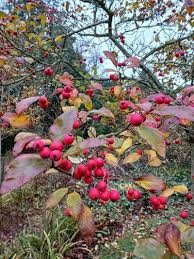 Attēlu rezultāti vaicājumam “Crataegus persimilis”