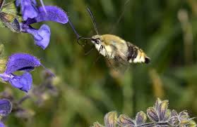 Attēlu rezultāti vaicājumam “Hemaris tityus”
