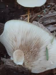 Attēlu rezultāti vaicājumam “Crepidotus applanatus”