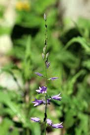 Attēlu rezultāti vaicājumam “Campanula rapunculoides”