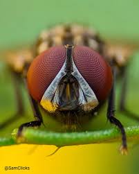 Attēlu rezultāti vaicājumam “Muscidae”