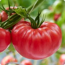 Afbeeldingsresultaat voor brandywine tomato