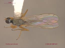 Attēlu rezultāti vaicājumam “Empididae”