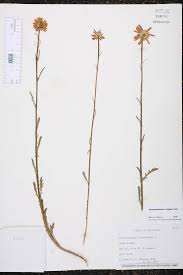 Image result for Chrysanthemum leucanthemum