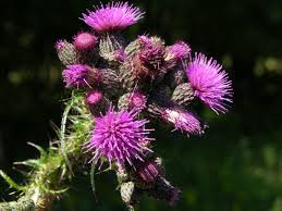 Attēlu rezultāti vaicājumam “Cirsium palustre”