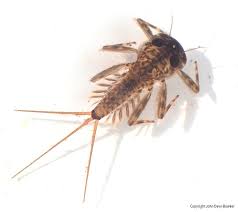 Attēlu rezultāti vaicājumam “Heptagenia sulphurea female”