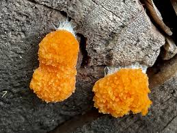 Attēlu rezultāti vaicājumam “Tubifera montana spores”