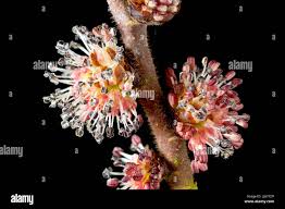 Attēlu rezultāti vaicājumam “Ulmus glabra flower”