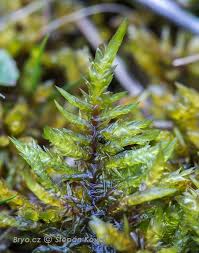 Attēlu rezultāti vaicājumam “Calliergonella cuspidata”