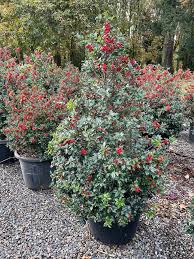 Attēlu rezultāti vaicājumam “Ilex x meserveae”