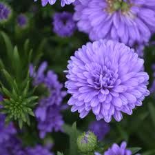Image result for Aster novi-belgii