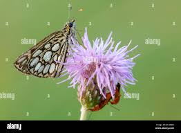 Attēlu rezultāti vaicājumam “Heteropterus morpheus underside”