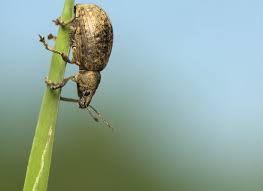 Attēlu rezultāti vaicājumam “Philopedon plagiatum”