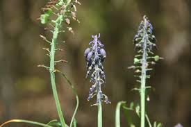 Attēlu rezultāti vaicājumam “Muscari neglectum”