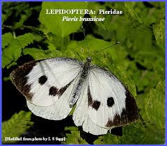 Attēlu rezultāti vaicājumam “Pieris brassicae male”