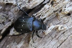 Attēlu rezultāti vaicājumam “Gnorimus variabilis”