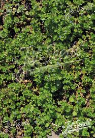 Attēlu rezultāti vaicājumam “Veronica beccabunga bud”