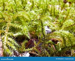 Attēlu rezultāti vaicājumam “Rhytidiadelphus triquetrus sporophyte”