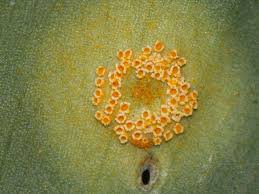 Attēlu rezultāti vaicājumam “Puccinia sessilis”