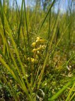 Attēlu rezultāti vaicājumam “Scheuchzeria palustris fruit”
