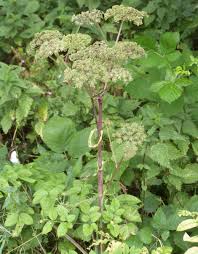 Image result for Angelica silvestris
