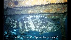 Image result for Epinephelus itajara