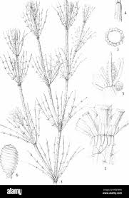 Attēlu rezultāti vaicājumam “Chara hispida”