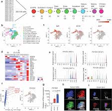 Image result for  f g   C g  p  