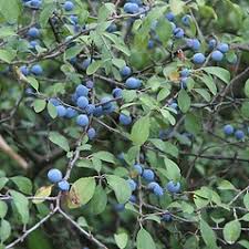Attēlu rezultāti vaicājumam “Prunus spinosa leaf”