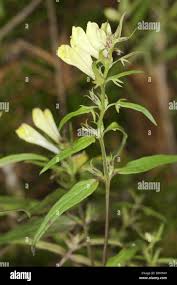 Attēlu rezultāti vaicājumam “Melampyrum pratense leaf”
