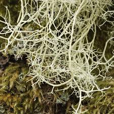 Attēlu rezultāti vaicājumam “Usnea subfloridana”