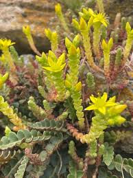 Attēlu rezultāti vaicājumam “Sedum acre leaf”