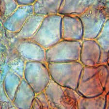 Attēlu rezultāti vaicājumam “Ascobolus furfuraceus”