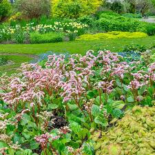 Attēlu rezultāti vaicājumam “Bergenia crassifolia flower”