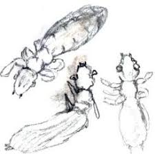 Attēlu rezultāti vaicājumam “Licea pygmaea sessile”