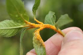 Attēlu rezultāti vaicājumam “Melampsora populnea”