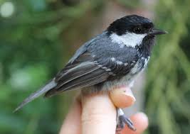 Attēlu rezultāti vaicājumam “Periparus ater adult”