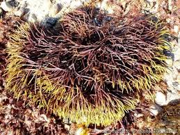 Attēlu rezultāti vaicājumam “Furcellaria lumbricalis”