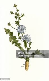 Image result for Zichorie