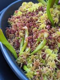 Attēlu rezultāti vaicājumam “Sphagnum quinquefarium”