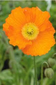 Image result for Papaver nudicaule